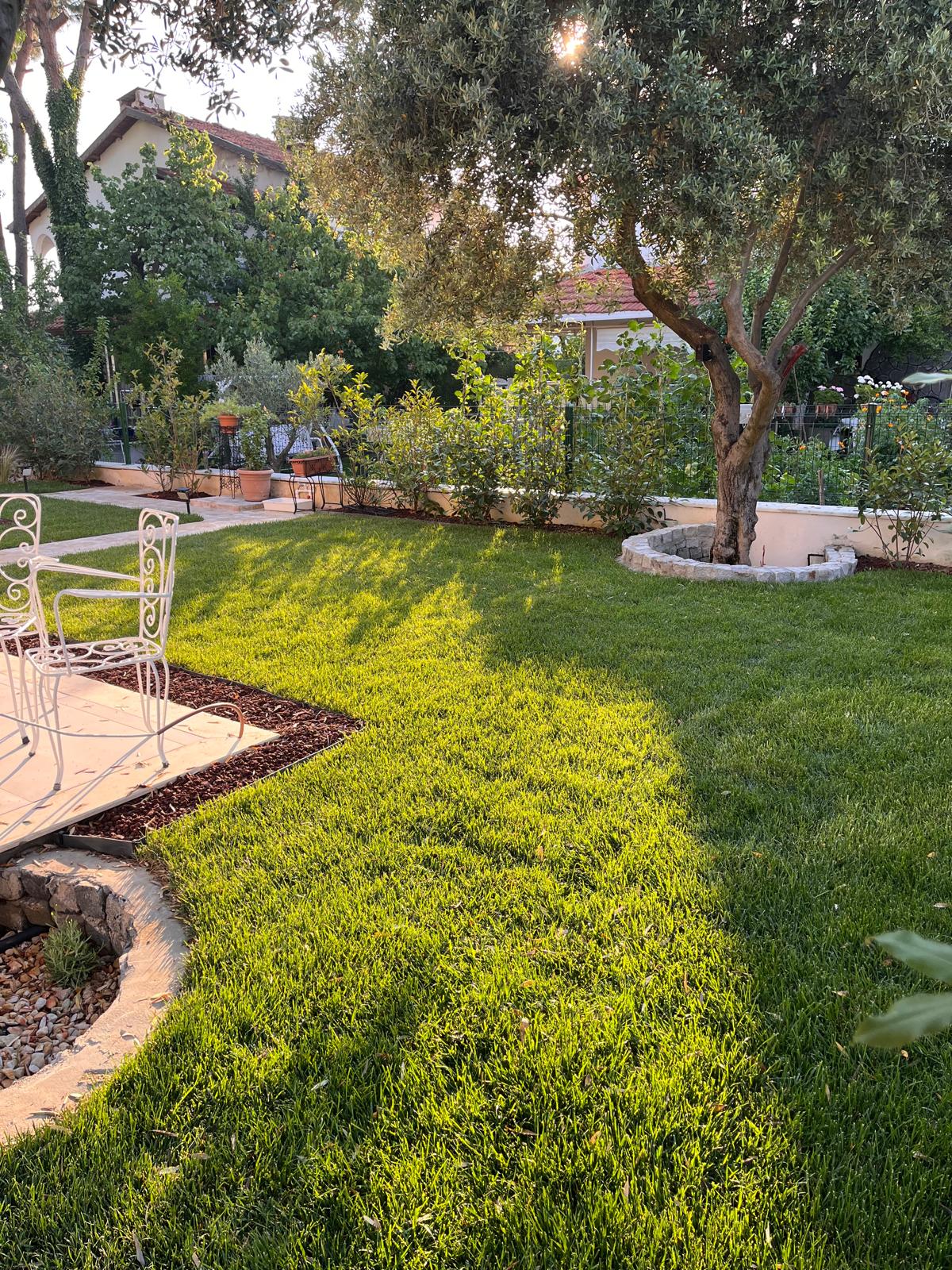 Zeytin ağacı altında çim ve mulç ayrımı